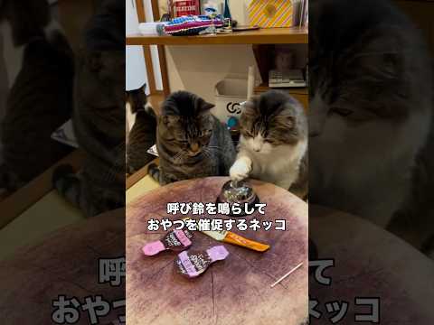 おやつが欲しくて呼び鈴を鳴らそうとするネッコ 猫 はないちご ヌコ shorts サムネイル