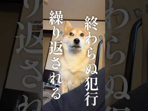 サスペンサー柴犬こむぎ サムネイル