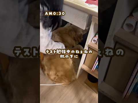 テスト勉強中の姉の机の下にモフモフ ゴールデンレトリバー 大型犬のいる生活 大型犬と子供 goldenretreiver サムネイル
