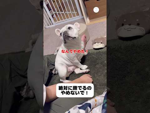 撫でるのをやめた瞬間、全力で抗議してくる犬　　　フレンチブルドッグ 犬　かわいい犬 犬のいる暮らし 面白い サムネイル