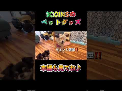 3COINSのペットグッズ柴犬 shibainu shorts サムネイル