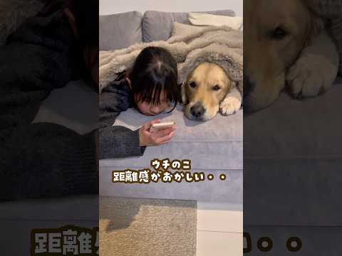 距離感がおかしい犬 ゴールデンレトリバー 大型犬のいる生活 大型犬 goldenretreiver サムネイル