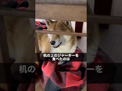目隠しみたいになっとる😆　柴犬　柴犬とん サムネイル