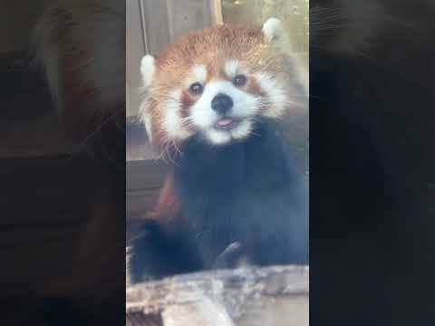 shorts ニーコちゃん美味しいですか〜☺️ レッサーパンダ　浜松市動物園にて　2026年2月15日 サムネイル