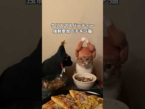 クリスマスパーティーに強制参加させられ微動だにしないチキン猫 猫 クリスマス xmas christmas サムネイル