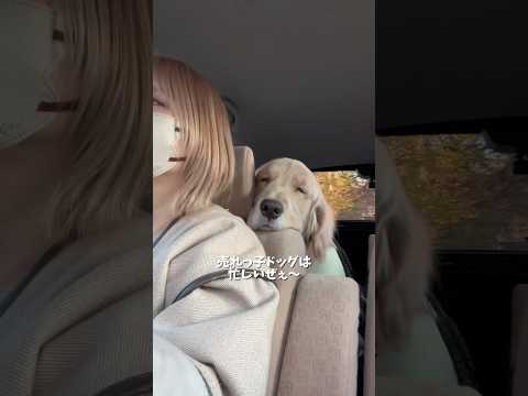 那須ハイさんの公式写真撮影してきました！！データが楽しみだなぁ〜☺️ゴールデンレトリバー 犬と2人暮らし おにゅこじハ… サムネイル