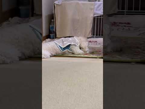 shorts タローです❣️ トイプードル サムネイル