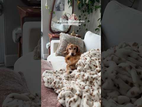 coming home to my golden retriever🤍#goldenretreivers #dog #… サムネイル