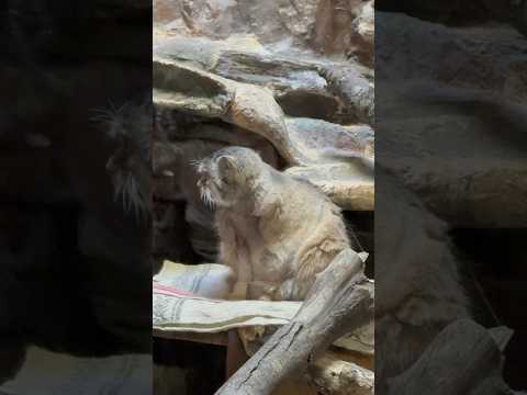 shorts プリームラちゃん バックヤードでの動きから目が離せない🤭　マヌルネコ　上野動物園にて　2026年2月6日 サムネイル