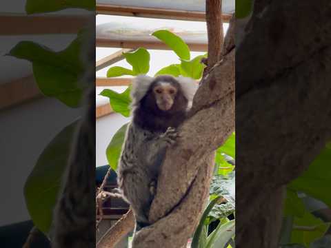 shorts 可愛い❤️コモンマーモセット　那須どうぶつ王国　2026年1月30日 サムネイル