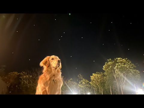 満天の星空を見て黄昏れる愛犬が可愛すぎる✨in三重 サムネイル