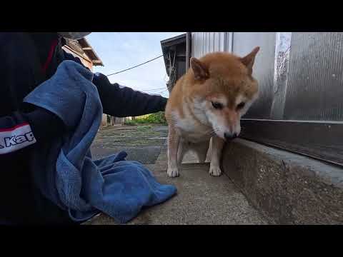 1秒でも早くおウチに入りたい柴犬と足を拭きたい散歩係 サムネイル
