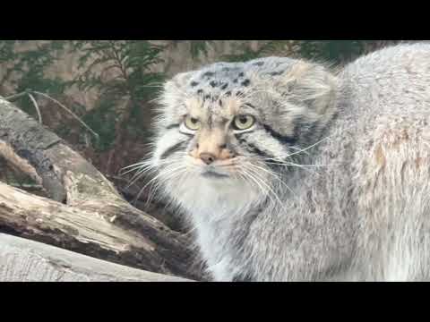 ナゴムはココで丸くなる〜♪ マヌルネコ　那須どうぶつ王国にて　2026年1月2日 サムネイル