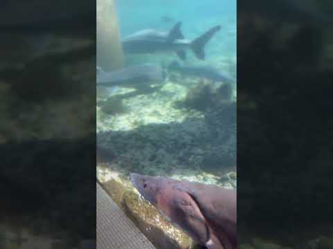 shorts シロチョウザメなど　山梨県立富士湧水の里水族館にて　2026年2月21日 サムネイル