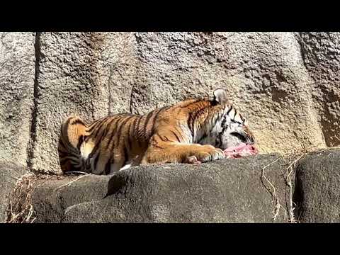 サーシャちゃん 丁寧に根気強く食べてますネェ☺️ 今日はサーシャの日　アムールトラ　浜松市動物園にて　2026年2月1… サムネイル