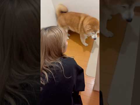 柴犬福 姉に謎の指導されちゃう柴犬🤣Sister and Shiba🤣姉と柴 shorts funny 柴犬 shib… サムネイル