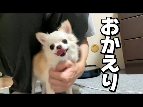 おかえり！愛犬と再会して喜ぶ飼い主とそうでもないチワワ サムネイル