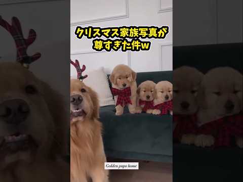 仕事で疲れた皆に贈る笑いと癒しのゴールデン5選ww　ゴールデンレトリバー 笑える 癒し ゴールデンレトリバーのいる生活… サムネイル