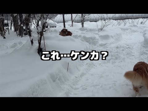 雪の中で始まったこれ...ケンカ？戯れ？【最後にレオが...】 サムネイル