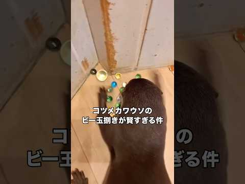 ビー玉捌きのプロすぎるコツメカワウソ カワウソ コツメカワウソ ビー玉転がし shorts サムネイル