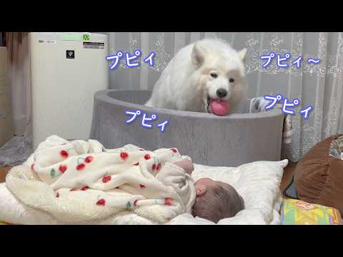 お姉ちゃんとして赤ちゃんを全力で寝かしつけようとするサモエドが面白可愛すぎました。 サムネイル