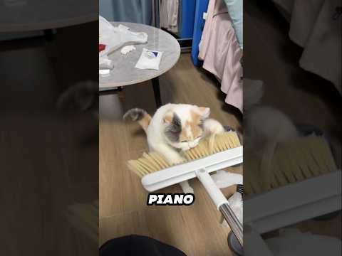 This cat is a secret pianist 😂 サムネイル