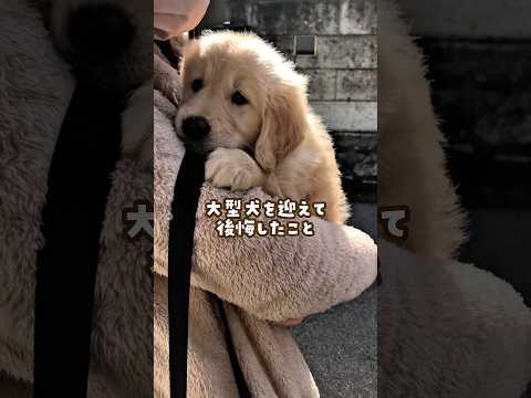 大型犬を迎えて後悔したこと ゴールデンレトリバー 大型犬のいる生活 大型犬と子供 goldenretreiver サムネイル