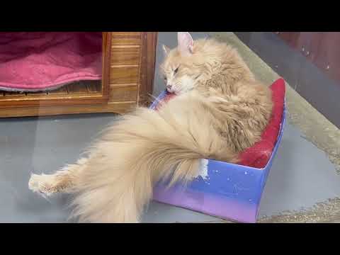 ベロニカさま🤭　ワンニャンリビング　那須どうぶつ王国にて　2026年2月27日 サムネイル