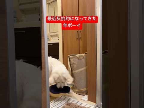【生後5ヶ月】反抗期がきた羊ボーイ🐏shorts goldenretriever ゴールデンレトリバー グレートピレニ… サムネイル