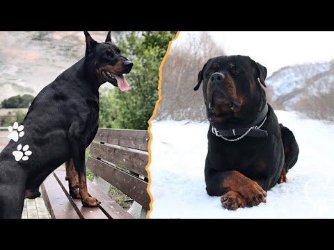 Top 4 Guard Dogs From Europe You Don’t Want to Mess With サムネイル