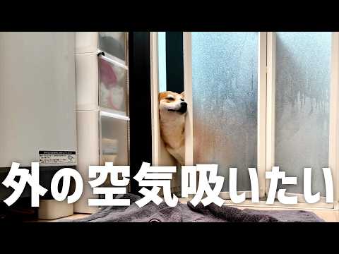 柴犬の風呂上がりは一刻を争う サムネイル