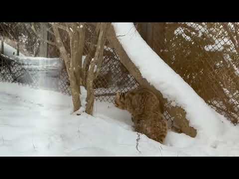 アカツキくん 出勤はスタートダッシュ💨そして帰還🤭　ツシマヤマヤマネコ　那須どうぶつ王国にて　2026年1月9日 サムネイル