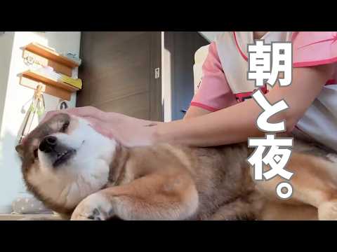 柴犬12歳｜癒しの朝と夜のハイエナ？ サムネイル