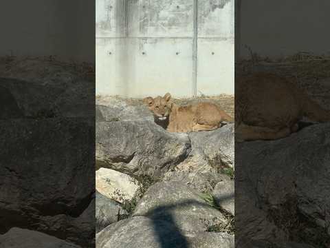 shorts 仔ライオンのデンくん　のんほいパーク　2026年1月23日 サムネイル