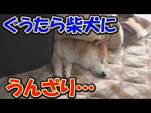 一日中、こたつでダラダラする妹と弟に、静かに怒りを爆発させるリーダー犬が可愛い。 サムネイル