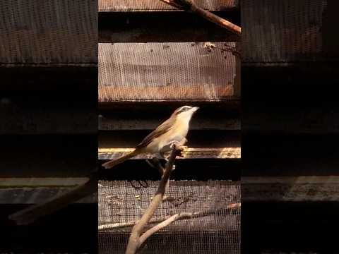 shorts アカモズ　のんほいパークにて　2026年1月23日 サムネイル