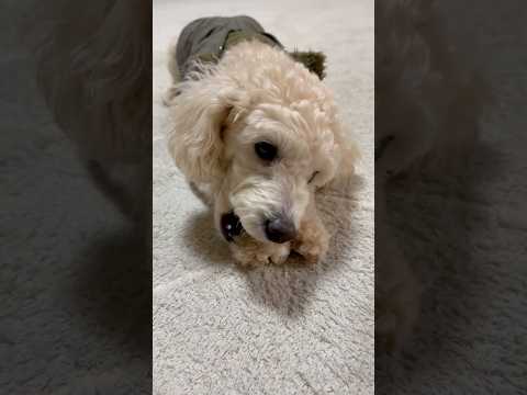 shorts ミルクガムを貰ったタローちゃん　トイプードル　2026年2月23日 サムネイル