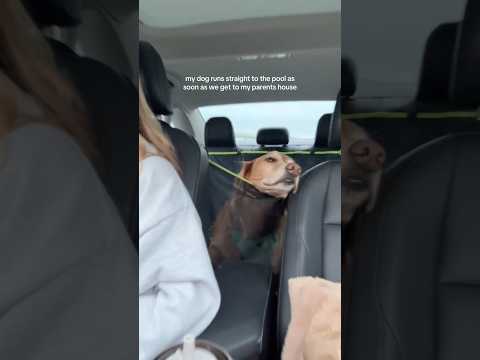 coming home to my golden retriever🥵goldenretreivers dog pup… サムネイル