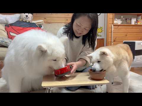 食欲がない時でも大好きな母の手作りご飯なら夢中で食べてくれる可愛い柴犬とサモエド サムネイル