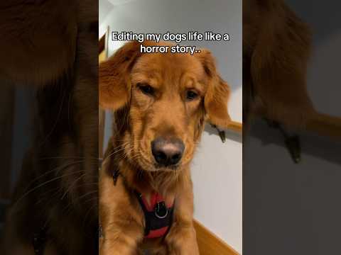 I don’t think I can sleep in the same room as him now 😱 サムネイル