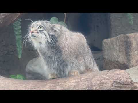 オトちゃん ママの匂いする☺️？　マヌルネコ　神戸どうぶつ王国にて　2025年12月29日 サムネイル