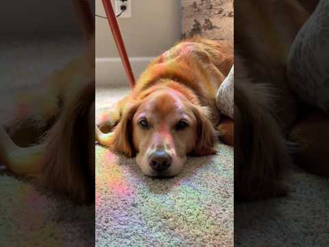 coming home to my golden retriever🥵goldenretreivers dog pup… サムネイル