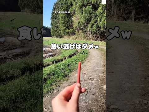 おやつ持ったらダッシュできた　　柴犬　犬　犬のいる暮らし 動物　かわいい犬 サムネイル