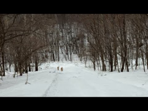 ミントの大冒険 がライブ配信中！ サムネイル
