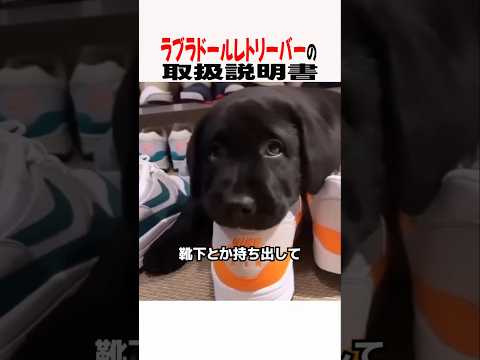 ラブラドールレトリーバーの取扱説明書　ラブラドールレトリバー 大型犬ラブラドールのいる暮らし 大型犬のいる生活 犬好き… サムネイル