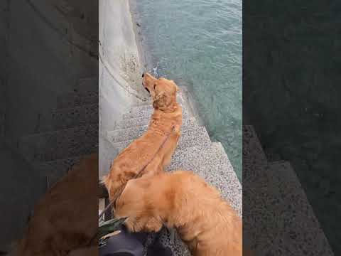 ビスとイロハで行った生口島の思い出 ゴールデンレトリバー 大型犬のいる生活 癒し goldenretriever 生口島 サムネイル