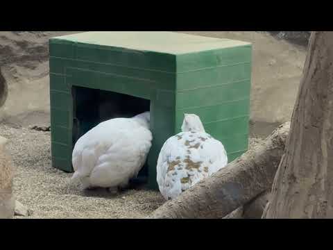 展示するスバールバルライチョウさんは2羽になりましたm(__)m  那須どうぶつ王国にて　2025年12月31日 サムネイル