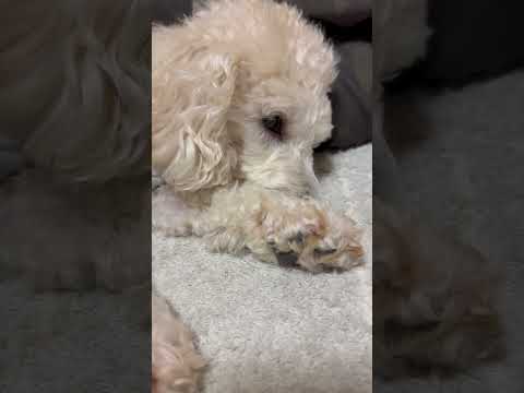 shorts クリスマスイブのタローちゃん　トイプードル　2025年12月24日 サムネイル