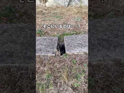 暗闇に潜む生物にちょっかいかけてみると 野良猫 地域猫 猫 shorts サムネイル