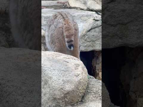 shorts ソラちゃんのしっぽ　ボブキャット　王子動物園 サムネイル